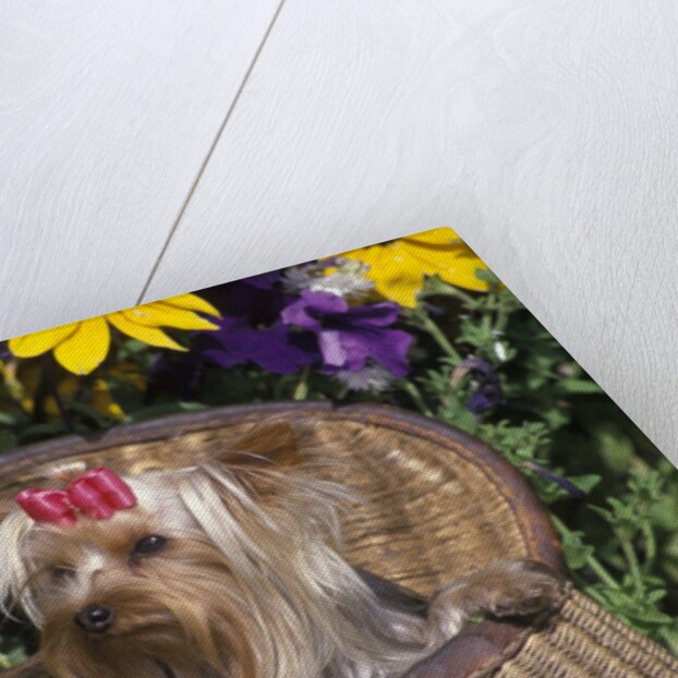 cute Yorkshire Terrier Dog With Red Ribbon In Hair Sitting In Antique Fishing Kreel Woven Wicker Basket by Anonymous