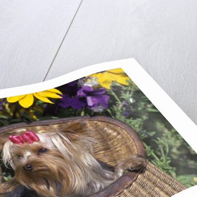 cute Yorkshire Terrier Dog With Red Ribbon In Hair Sitting In Antique Fishing Kreel Woven Wicker Basket by Anonymous