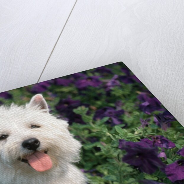 west Highland Terrier Sitting In Petunias by Anonymous