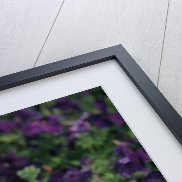 west Highland Terrier Sitting In Petunias by Anonymous