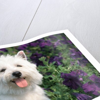west Highland Terrier Sitting In Petunias by Anonymous