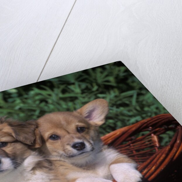 two Welsh Corgi Puppies In Basket by Anonymous
