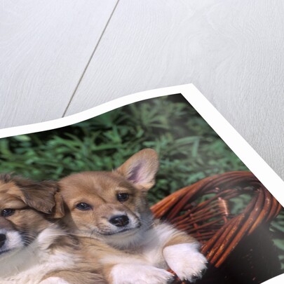 two Welsh Corgi Puppies In Basket by Anonymous