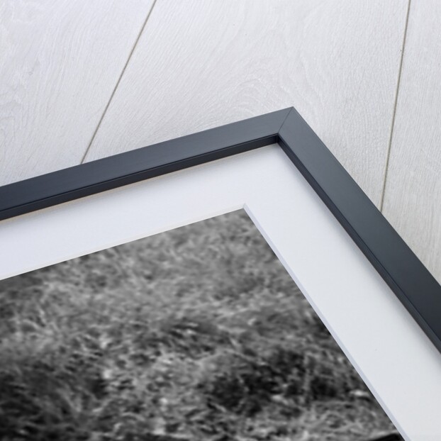 1950s Lazy Fisherman Lying Back On Rock With Hat Pulled Over Eyes Fishing In Creek by Anonymous