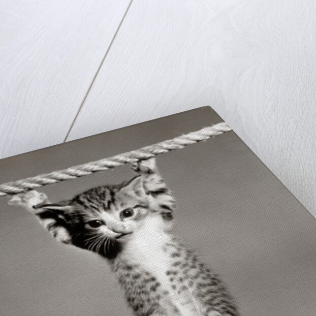 1950s Little Kitten Hanging From Rope Looking At Camera by Corbis