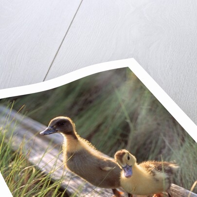 two Ducklings Standing On A Log by Anonymous