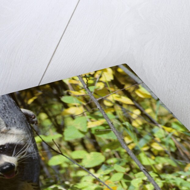 young Raccoon Procyon Lotor Looking At Camera From Hole In Tree Trunk by Anonymous