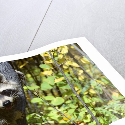 young Raccoon Procyon Lotor Looking At Camera From Hole In Tree Trunk by Anonymous