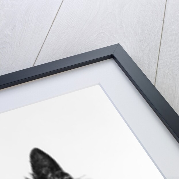 black Scottie Scottish Terrier Dog With Head Slightly Tilted Looking At Camera by Anonymous