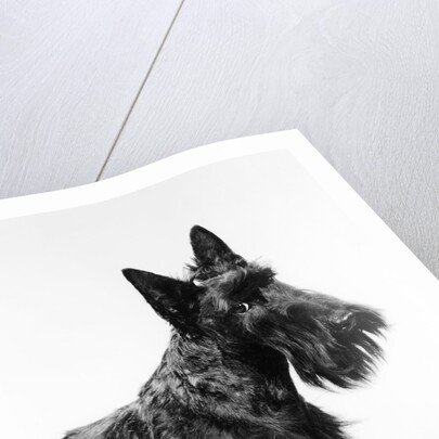 black Scottie Scottish Terrier Dog With Head Slightly Tilted Looking At Camera by Anonymous