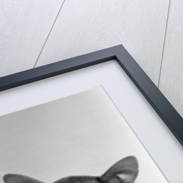 1940s 1950s Portrait Of Little Girl With Small Dog Looking At Camera by Anonymous