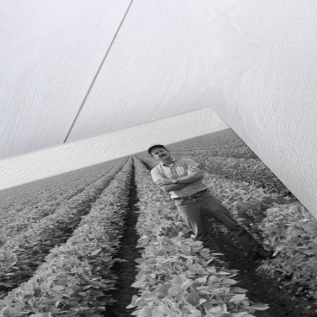 1970s Man Standing With Arms Crossed Among Rows Of Large Soybean Crop Looking At Camera by Anonymous