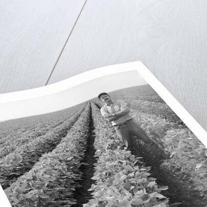 1970s Man Standing With Arms Crossed Among Rows Of Large Soybean Crop Looking At Camera by Anonymous