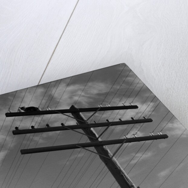 1940s Cat Sitting On A Power Line Telephone Pole Stranded Alone Outdoor by Anonymous