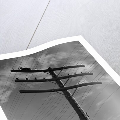 1940s Cat Sitting On A Power Line Telephone Pole Stranded Alone Outdoor by Anonymous