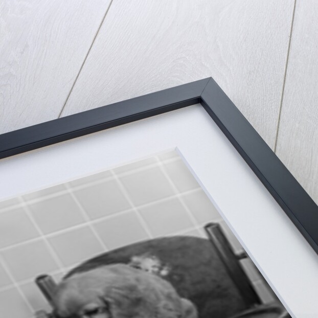 1950s Little Girl Rolling Out Apple Pie Crust On Kitchen Table With Cocker Spaniel Puppy Watching by Anonymous