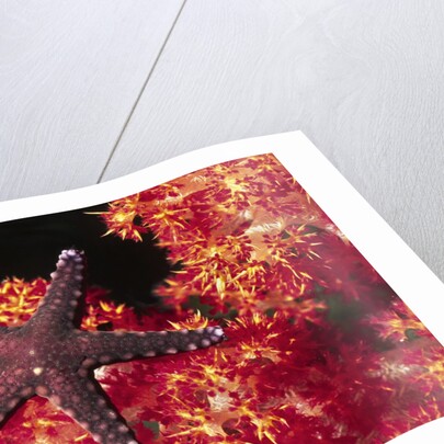 Warty Sea Star on Soft Coral by Anonymous