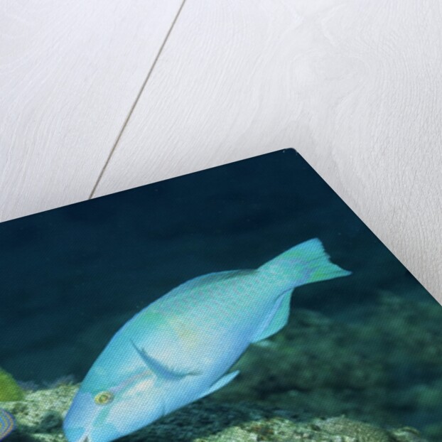Regal Angelfish and Parrotfish by Anonymous