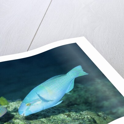 Regal Angelfish and Parrotfish by Anonymous