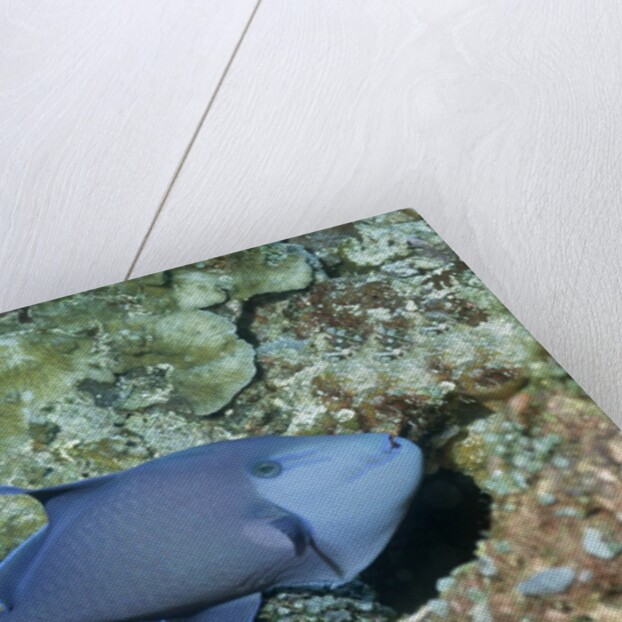 Redtooth Triggerfish by Anonymous