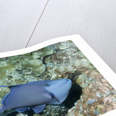 Redtooth Triggerfish by Anonymous