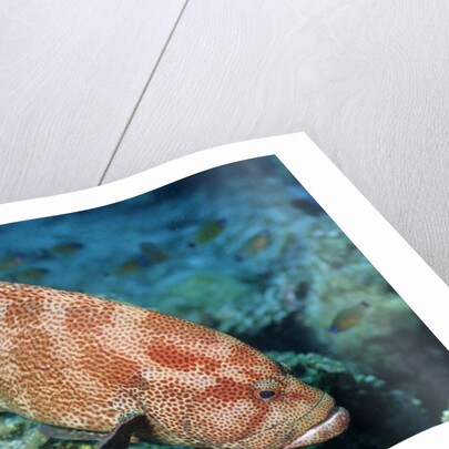 Tomato Grouper by Anonymous