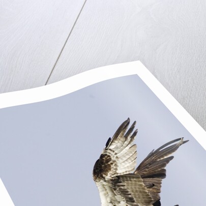 Osprey with extended talons by Anonymous