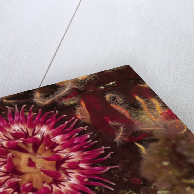 Stubby Rose Anemone by Anonymous