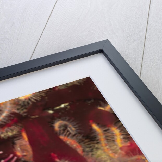 Stubby Rose Anemone by Anonymous