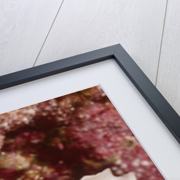 Small White Hermit Crab by Anonymous