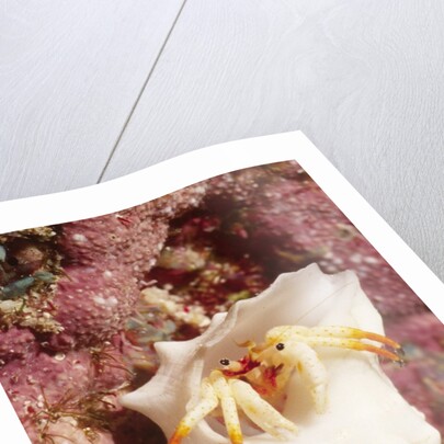 Small White Hermit Crab by Anonymous