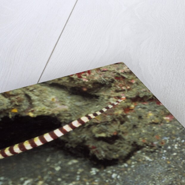 Ringed Pipefish by Anonymous