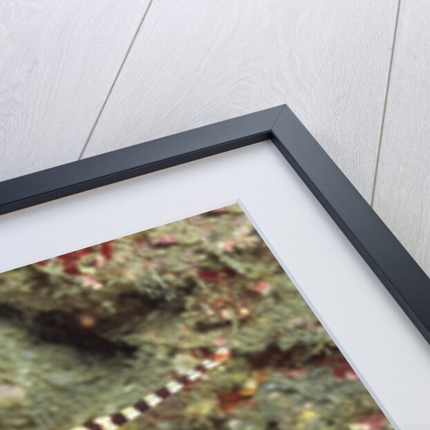 Ringed Pipefish by Anonymous