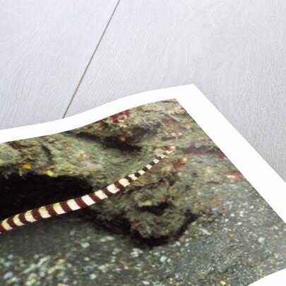 Ringed Pipefish by Anonymous