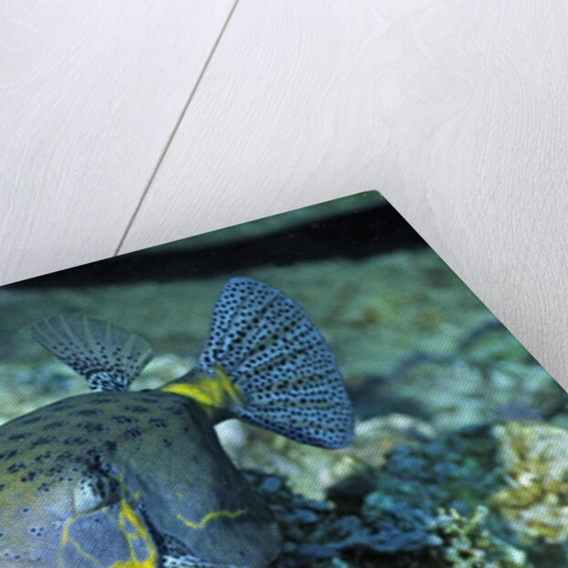 Yellow Boxfish by Anonymous