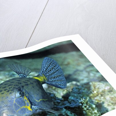 Yellow Boxfish by Anonymous