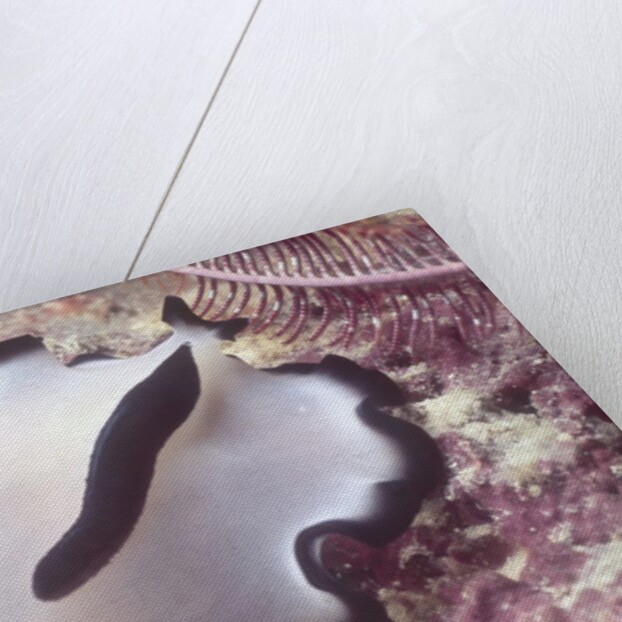 Flatworm by Anonymous