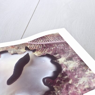 Flatworm by Anonymous