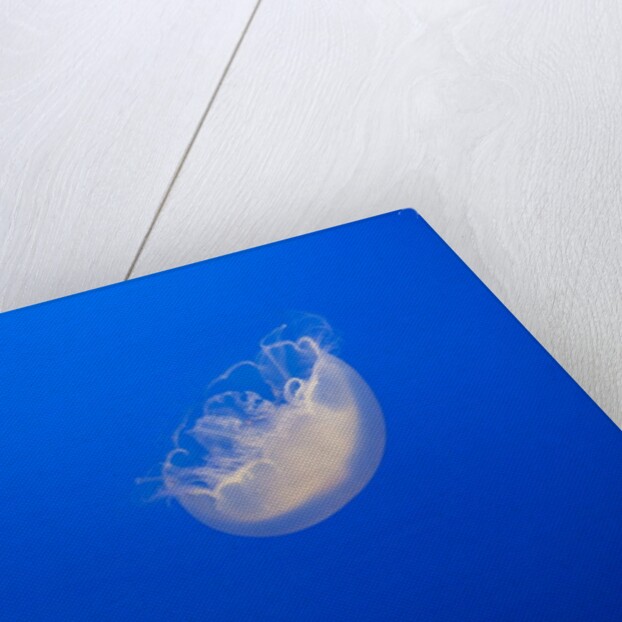 Moon Jelly Fish by Anonymous