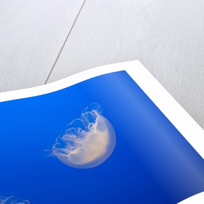 Moon Jelly Fish by Anonymous