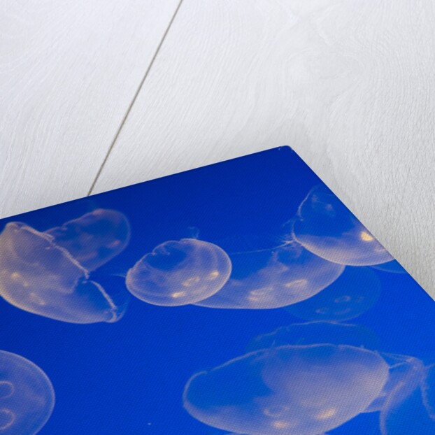 Moon Jelly Fish by Anonymous