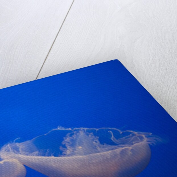 Moon Jelly Fish by Anonymous