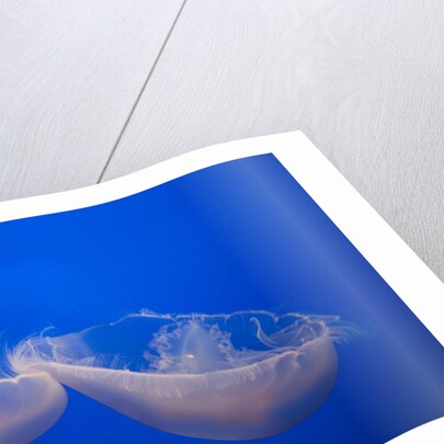 Moon Jelly Fish by Anonymous