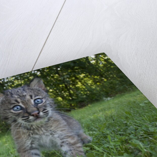 Lynx Kitten by Anonymous