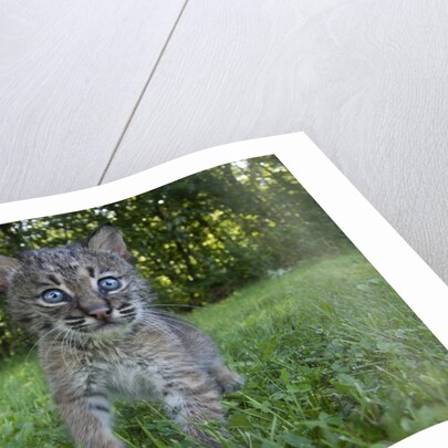 Lynx Kitten by Anonymous