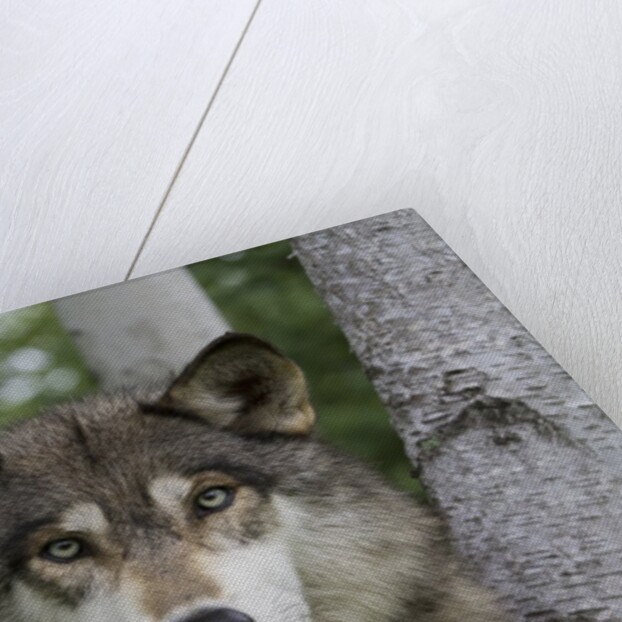 Wolf in Birches by Anonymous