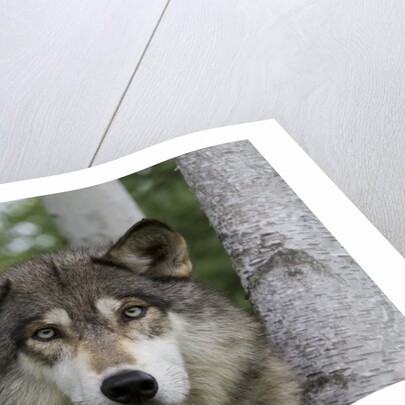 Wolf in Birches by Anonymous