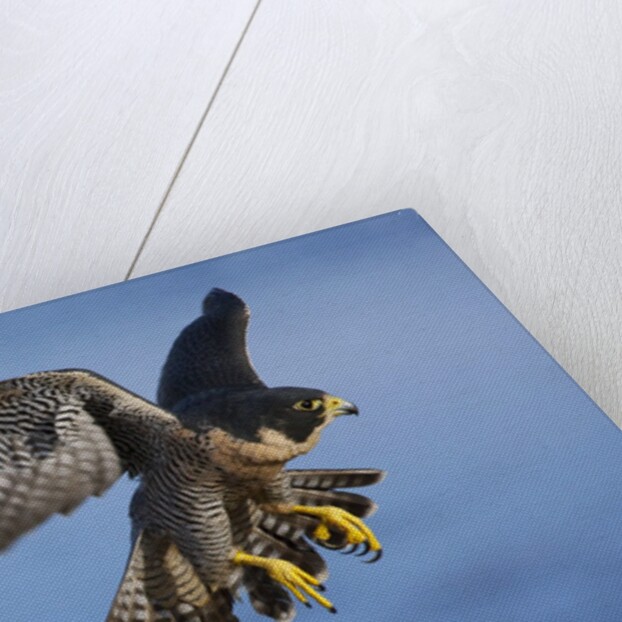 Peregrine Falcon in Flight by Anonymous
