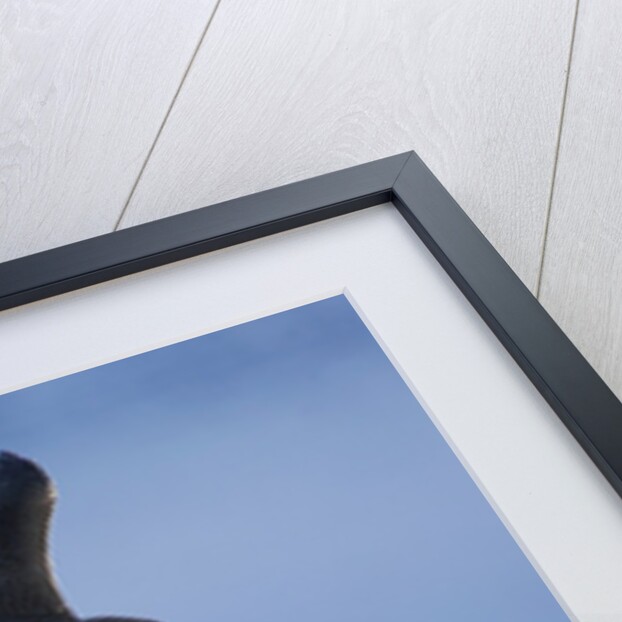 Peregrine Falcon in Flight by Anonymous
