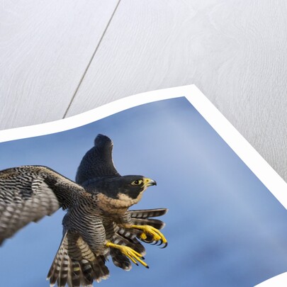 Peregrine Falcon in Flight by Anonymous